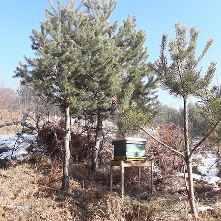 Art Cabin On Mountain